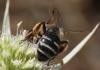 Andrena flavipes
